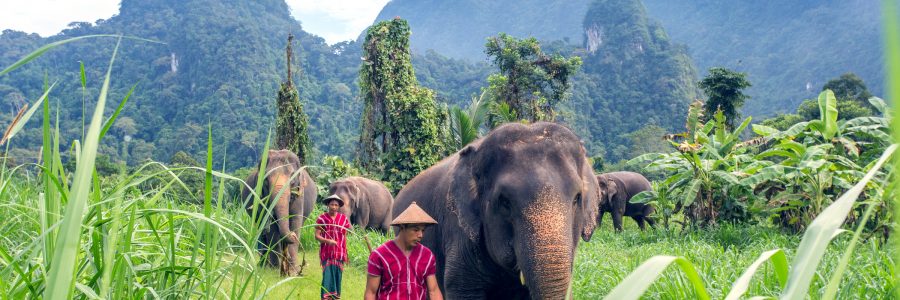 Das Elephant Hills Luxury Tented Camp kümmert sich um den Schutz der Elefanten im Khao Sok Nationalpark.