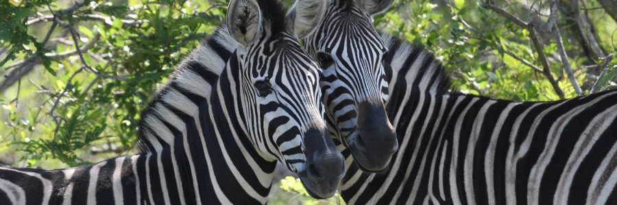 Im Krüger Nationalpark ist hauptsächlich das Steppenzebra anzutreffen, dass sich vom Bergzebra durch die Schattenlinien zwischen seinen schwarzen Streifen unterscheidet.