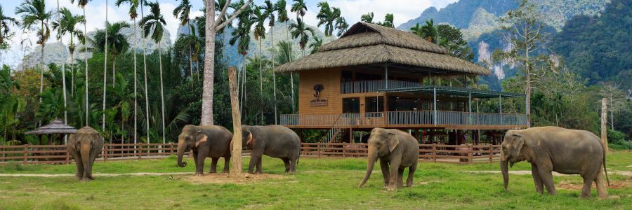 Im Hauptlager des Elephant Hills Camp befindet sich das Restaurant, in dem auch das Abendprogramm präsentiert wird. Hier haben Sie Zugang zu einem kleinen Souvenirshop und kostenlosem WLAN.